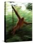 Orangutan in Rainforest, Borneo, Indonesia-Gavriel Jecan-Stretched Canvas