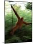 Orangutan in Rainforest, Borneo, Indonesia-Gavriel Jecan-Mounted Photographic Print