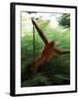 Orangutan in Rainforest, Borneo, Indonesia-Gavriel Jecan-Framed Photographic Print