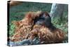 Orangutan in Unusual Pose-null-Stretched Canvas