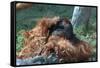 Orangutan in Unusual Pose-null-Framed Stretched Canvas