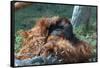 Orangutan in Unusual Pose-null-Framed Stretched Canvas