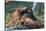 Orangutan in Unusual Pose-null-Stretched Canvas