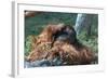 Orangutan in Unusual Pose-null-Framed Photographic Print