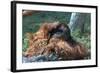 Orangutan in Unusual Pose-null-Framed Photographic Print