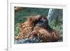 Orangutan in Unusual Pose-null-Framed Photographic Print