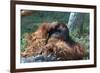 Orangutan in Unusual Pose-null-Framed Photographic Print