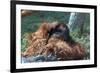 Orangutan in Unusual Pose-null-Framed Photographic Print