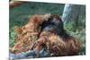 Orangutan in Unusual Pose-null-Mounted Photographic Print