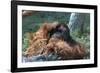 Orangutan in Unusual Pose-null-Framed Photographic Print