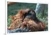 Orangutan in Unusual Pose-null-Framed Photographic Print