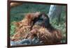 Orangutan in Unusual Pose-null-Framed Photographic Print