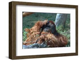 Orangutan in Unusual Pose-null-Framed Photographic Print