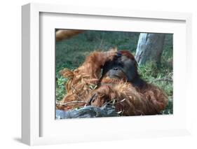 Orangutan in Unusual Pose-null-Framed Photographic Print