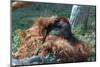 Orangutan in Unusual Pose-null-Mounted Photographic Print