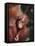 Orangutan Kissing Baby-null-Framed Stretched Canvas