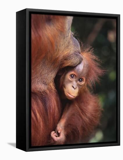 Orangutan Kissing Baby-null-Framed Stretched Canvas