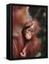 Orangutan Kissing Baby-null-Framed Stretched Canvas