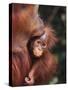 Orangutan Kissing Baby-null-Stretched Canvas