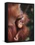 Orangutan Kissing Baby-null-Framed Stretched Canvas