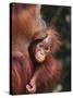 Orangutan Kissing Baby-null-Stretched Canvas