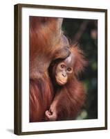 Orangutan Kissing Baby-null-Framed Photographic Print