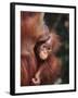 Orangutan Kissing Baby-null-Framed Photographic Print