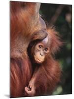 Orangutan Kissing Baby-null-Mounted Photographic Print