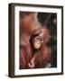 Orangutan Kissing Baby-null-Framed Photographic Print