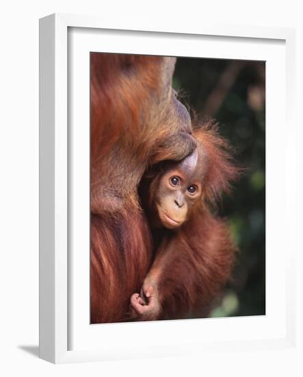 Orangutan Kissing Baby-null-Framed Photographic Print