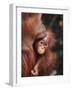 Orangutan Kissing Baby-null-Framed Photographic Print