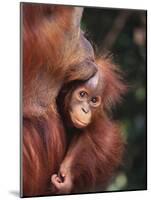 Orangutan Kissing Baby-null-Mounted Photographic Print