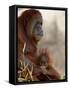Orangutan Mother and 6-Month Old Baby in Captivity, Rio Grande Zoo-James Hager-Framed Stretched Canvas