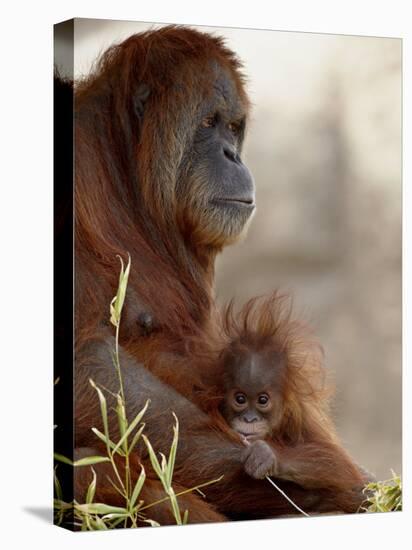 Orangutan Mother and 6-Month Old Baby in Captivity, Rio Grande Zoo-James Hager-Stretched Canvas