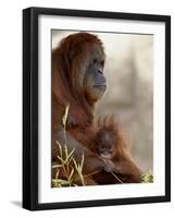 Orangutan Mother and 6-Month Old Baby in Captivity, Rio Grande Zoo-James Hager-Framed Photographic Print