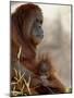Orangutan Mother and 6-Month Old Baby in Captivity, Rio Grande Zoo-James Hager-Mounted Photographic Print
