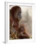 Orangutan Mother and 6-Month Old Baby in Captivity, Rio Grande Zoo-James Hager-Framed Photographic Print