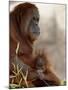 Orangutan Mother and 6-Month Old Baby in Captivity, Rio Grande Zoo-James Hager-Mounted Photographic Print