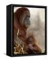 Orangutan Mother and 6-Month Old Baby in Captivity, Rio Grande Zoo-James Hager-Framed Stretched Canvas