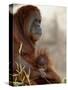 Orangutan Mother and 6-Month Old Baby in Captivity, Rio Grande Zoo-James Hager-Stretched Canvas