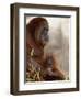 Orangutan Mother and 6-Month Old Baby in Captivity, Rio Grande Zoo-James Hager-Framed Photographic Print