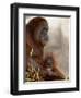 Orangutan Mother and 6-Month Old Baby in Captivity, Rio Grande Zoo-James Hager-Framed Photographic Print