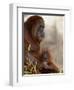 Orangutan Mother and 6-Month Old Baby in Captivity, Rio Grande Zoo-James Hager-Framed Photographic Print