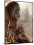 Orangutan Mother and 6-Month Old Baby in Captivity, Rio Grande Zoo-James Hager-Mounted Photographic Print