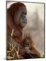 Orangutan Mother and 6-Month Old Baby in Captivity, Rio Grande Zoo-James Hager-Mounted Premium Photographic Print