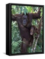 Orangutan Mother and Baby in Tree, Tanjung National Park, Borneo-Theo Allofs-Framed Stretched Canvas