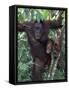 Orangutan Mother and Baby in Tree, Tanjung National Park, Borneo-Theo Allofs-Framed Stretched Canvas