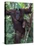 Orangutan Mother and Baby in Tree, Tanjung National Park, Borneo-Theo Allofs-Stretched Canvas