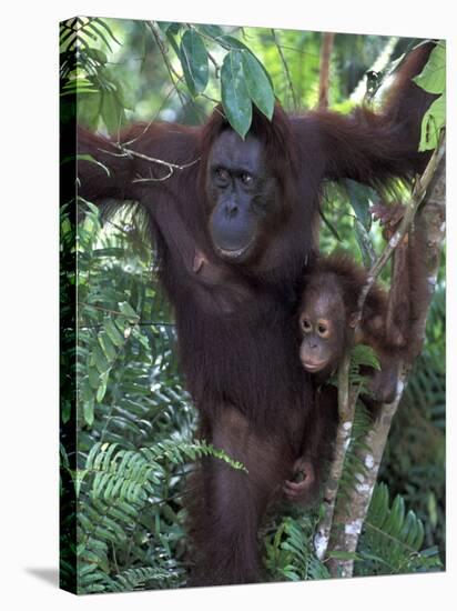 Orangutan Mother and Baby in Tree, Tanjung National Park, Borneo-Theo Allofs-Stretched Canvas