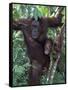 Orangutan Mother and Baby in Tree, Tanjung National Park, Borneo-Theo Allofs-Framed Stretched Canvas